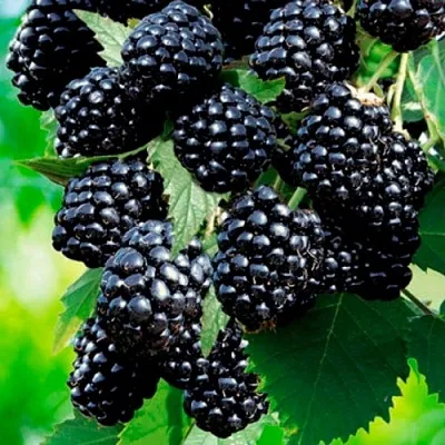 Ежевика ЛОХТЕЙ бесшипная  Ежевика ЛОХТЕЙ бесшипная в Архангельске