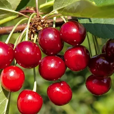 Вишня ЛЮБСКАЯ  Вишня ЛЮБСКАЯ в Архангельске