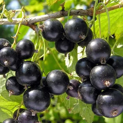 Смородина черная ГАМАЮН  Смородина черная ГАМАЮН в Архангельске