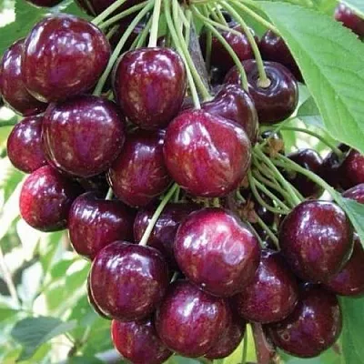 Черешня СЭМ колонновидная  Черешня СЭМ колонновидная в Архангельске