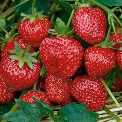 Клубника СЕЛЬВА ремонтантная в Архангельске