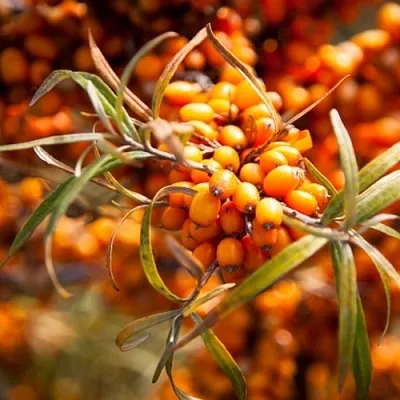 Облепиха ФИНСКАЯ  Облепиха ФИНСКАЯ в Архангельске