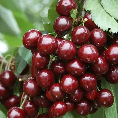 Черешня СИЛЬВИЯ колоновидная  Черешня СИЛЬВИЯ колоновидная в Архангельске