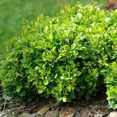 Барбарис КОБОЛЬД тунберга  Барбарис КОБОЛЬД тунберга в Архангельске