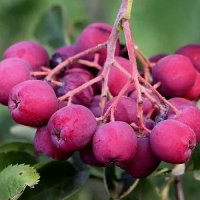 Рябина ДЕСЕРТНАЯ МИЧУРИНА сладкоплодная  Рябина ДЕСЕРТНАЯ МИЧУРИНА сладкоплодная в Архангельске