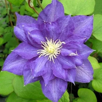 Клематис БЬЮТИ ОФ ВОЧЕСТЕР  Клематис БЬЮТИ ОФ ВОЧЕСТЕР в Архангельске