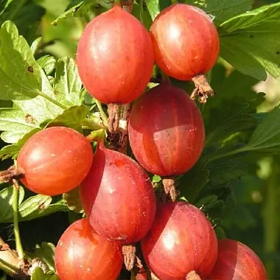 Крыжовник МАШЕКА  Крыжовник МАШЕКА в Архангельске