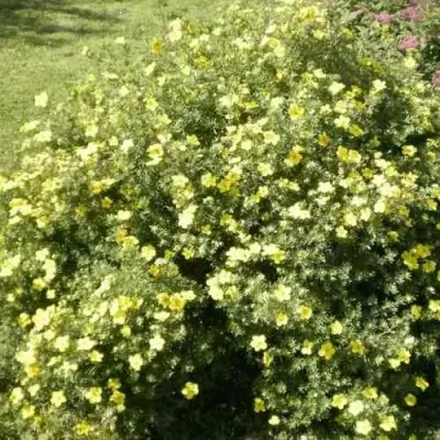 Лапчатка КЛОНДАЙК кустарниковая — описание сорта Лапчатка КЛОНДАЙК кустарниковая в Архангельске