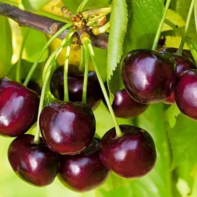 Черешня ИПУТЬ  Черешня ИПУТЬ в Архангельске