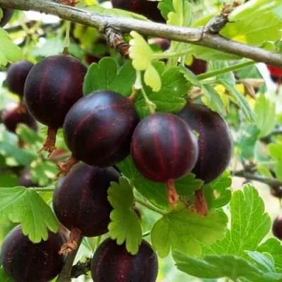 Крыжовник СЕВЕРНЫЙ КАПИТАН  Крыжовник СЕВЕРНЫЙ КАПИТАН в Архангельске