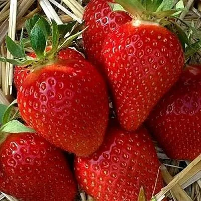 Клубника СИБИЛЛА в Архангельске