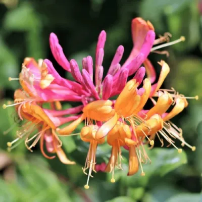 Жимолость ГЕКРОТА в Архангельске