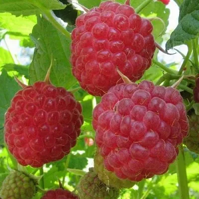 Малина НОВОСТЬ КУЗЬМИНА  в Архангельске