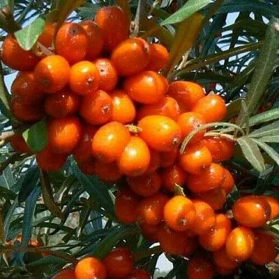 Облепиха ПЛАМЕННАЯ  Облепиха ПЛАМЕННАЯ в Архангельске