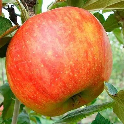 Яблоня ЦЕЛЕСТЕ в Архангельске