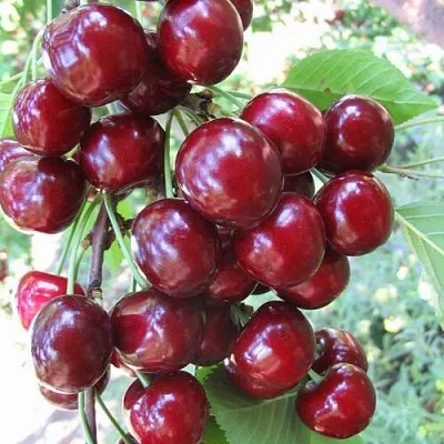 Черешня ОДРИНКА  Черешня ОДРИНКА в Архангельске