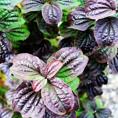 дерен КОМПРЕССА кроваво-красный  дерен КОМПРЕССА кроваво-красный в Архангельске