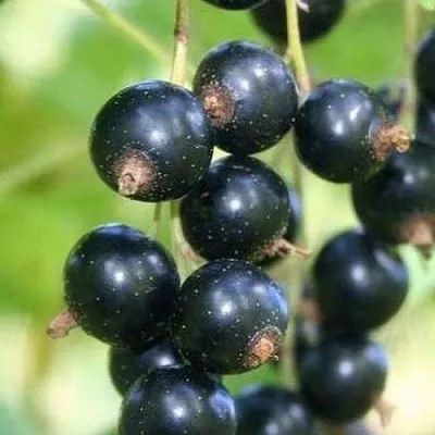 Смородина черная СТРЕЛЕЦ  Смородина черная СТРЕЛЕЦ в Архангельске