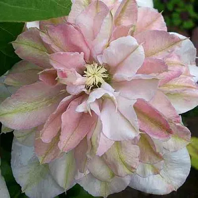 Клематис ИННОСЕНТ БЛАШ  Клематис ИННОСЕНТ БЛАШ в Архангельске