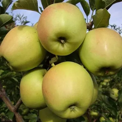 Яблоня СКИФСКОЕ ЗОЛОТО  Яблоня СКИФСКОЕ ЗОЛОТО в Архангельске