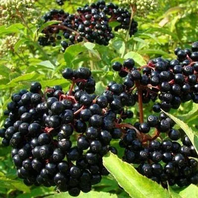 Бузина черная БАГАЦЦЕ  Бузина черная БАГАЦЦЕ в Архангельске