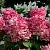 Гортензия ПИНК ДАЙМОНД метельчатая в Архангельске