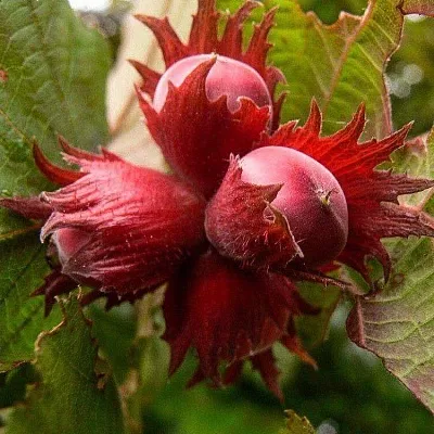 Фундук  Фундук в Архангельске