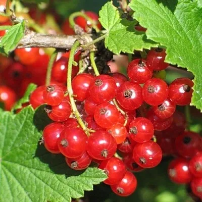 Смородина красная РАЧКОВСКАЯ  Смородина красная РАЧКОВСКАЯ в Архангельске