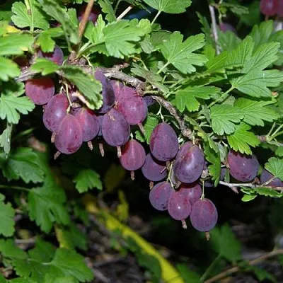 Крыжовник ГРУШЕНЬКА  Крыжовник ГРУШЕНЬКА в Архангельске
