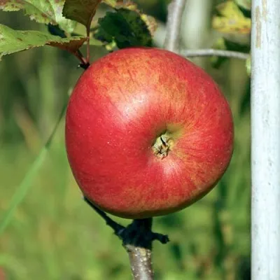 Яблоня ДЫЯМЕНТ в Архангельске