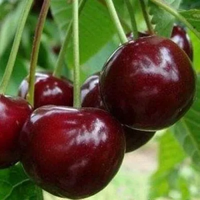 Вишня МИЛАВИЦА  Вишня МИЛАВИЦА в Архангельске