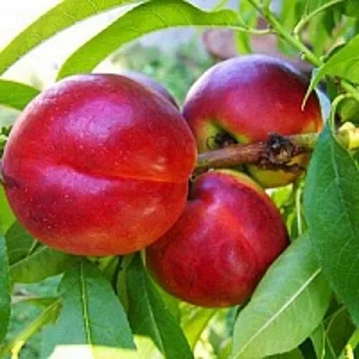 Нектарин  Нектарин в Архангельске