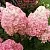 Гортензия МЭДЖИКАЛ КЭНДЛ метельчатая в Архангельске