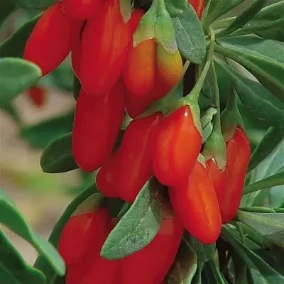 Годжи ВЯЧЕСЛАВ  Годжи ВЯЧЕСЛАВ в Архангельске