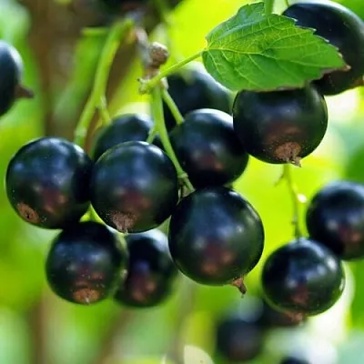 Смородина чёрная ВЕЛОЙ (ЛЕНИНГРАДСКАЯ СЛАДКАЯ)  Смородина чёрная ВЕЛОЙ (ЛЕНИНГРАДСКАЯ СЛАДКАЯ) в Архангельске