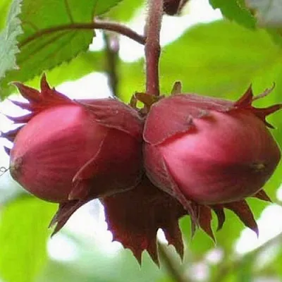 Фундук АЙВЕНГО  Фундук АЙВЕНГО в Архангельске