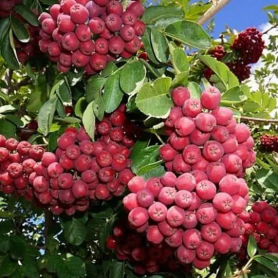 Рябина ГРАНАТНАЯ сладкоплодная  Рябина ГРАНАТНАЯ сладкоплодная в Архангельске