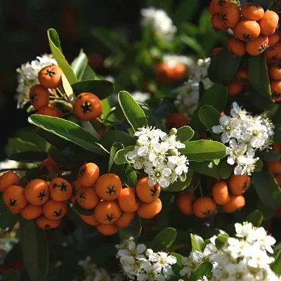 Пираканта  Пираканта в Архангельске