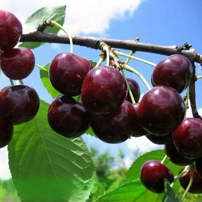 Дюк ЧУДО-ВИШНЯ  Дюк ЧУДО-ВИШНЯ в Архангельске