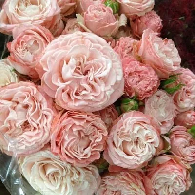 Саженцы роз МАДАМ БОМБАСТИК спрей  Саженцы роз МАДАМ БОМБАСТИК спрей в Архангельске