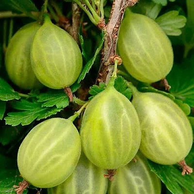 Крыжовник УРАЛЬСКИЙ ИЗУМРУД  Крыжовник УРАЛЬСКИЙ ИЗУМРУД в Архангельске