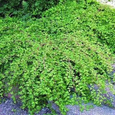 Стефанандра  Стефанандра в Архангельске