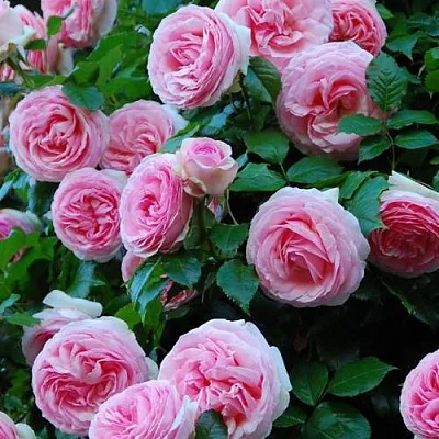 Саженцы роз ПЬЕР ДЕ РОНСАР плетистая  Саженцы роз ПЬЕР ДЕ РОНСАР плетистая в Архангельске