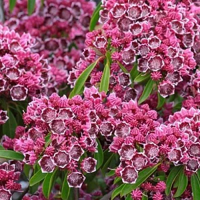 Кальмия  Кальмия в Архангельске