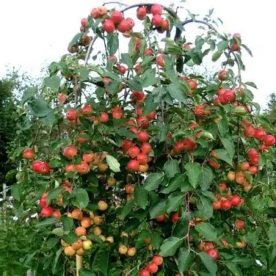 Яблоня ХЮВИНГИЕНЗИС декоративная в Архангельске