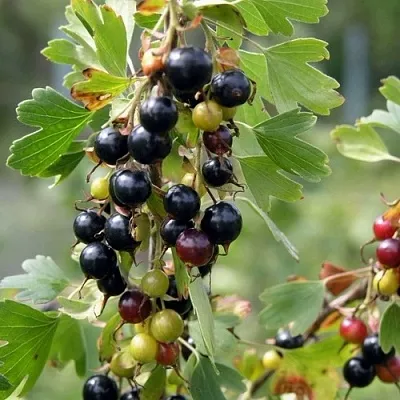 Смородина золотистая ПЛОТНОМЯСАЯ в Архангельске