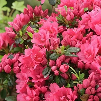 Азалия  Азалия в Архангельске