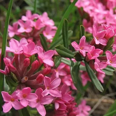 Волчеягодник  Волчеягодник в Архангельске