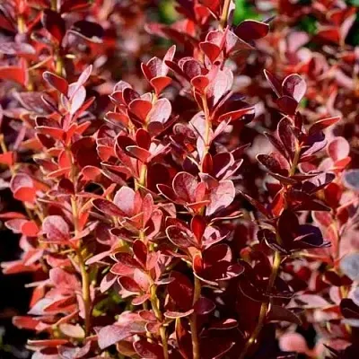 Барбарис ВУЛКАНО тунберга  Барбарис ВУЛКАНО тунберга в Архангельске