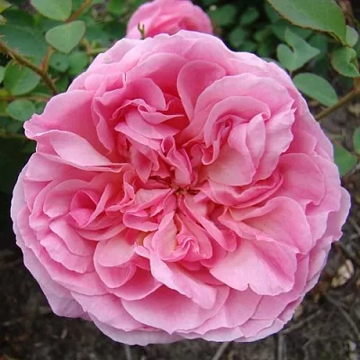 Саженцы роз ХАЙДИ ХОЛЛ английская  Саженцы роз ХАЙДИ ХОЛЛ английская в Архангельске